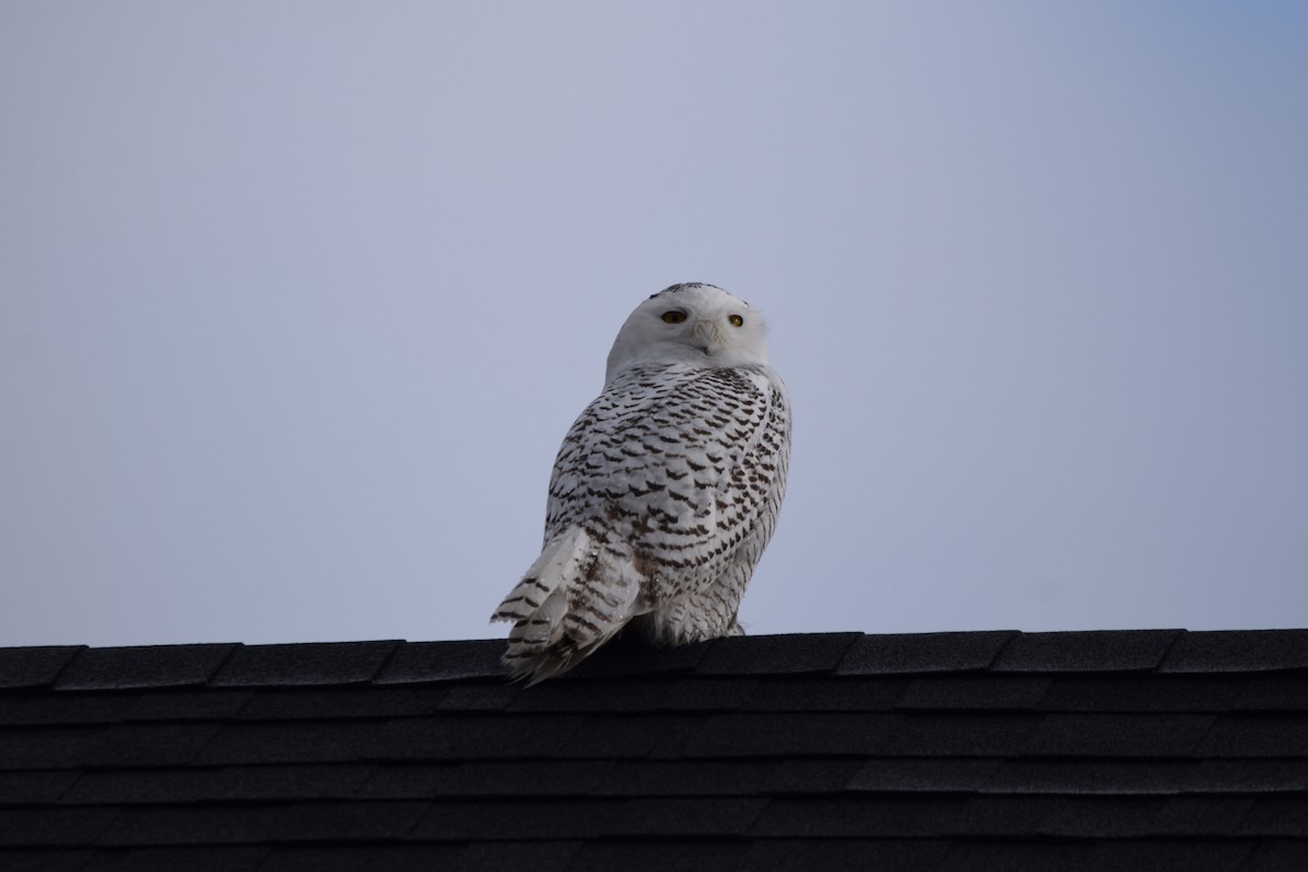 Snowy Owl - ML401538031