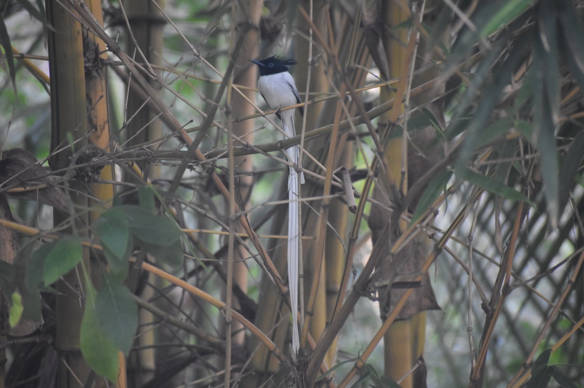 Indian Paradise-Flycatcher - ML401538691