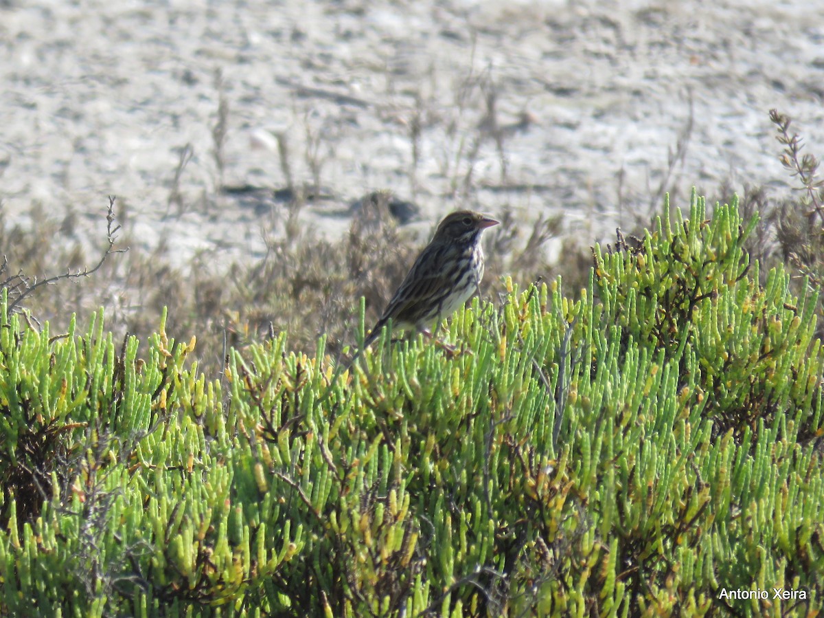 Savannah Sparrow (Belding's) - Antonio Xeira