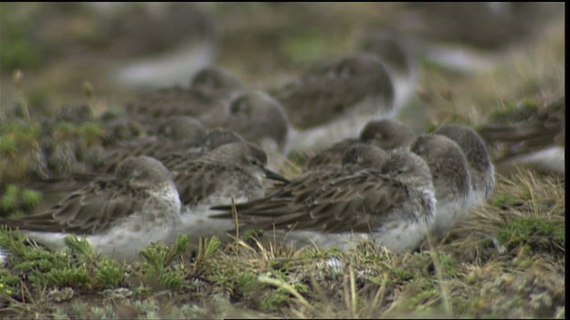 Calidris sp. - ML401539