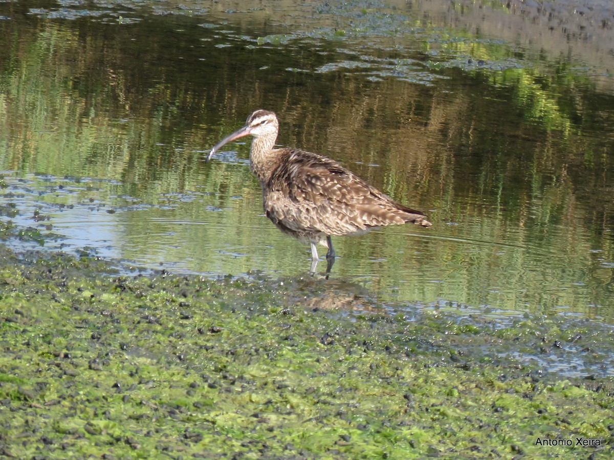 Whimbrel - ML40153901