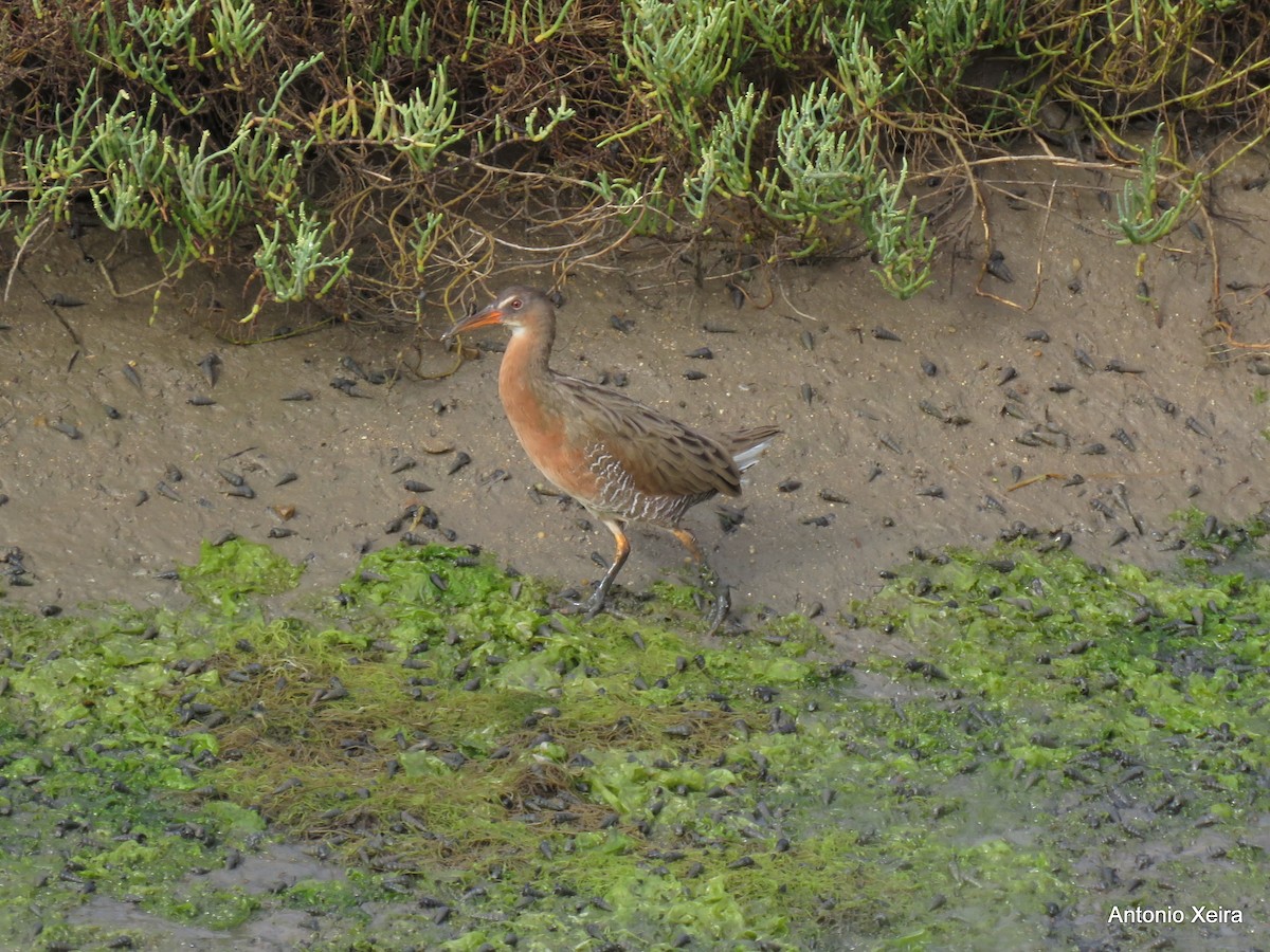 Ridgway's Rail - ML40153911