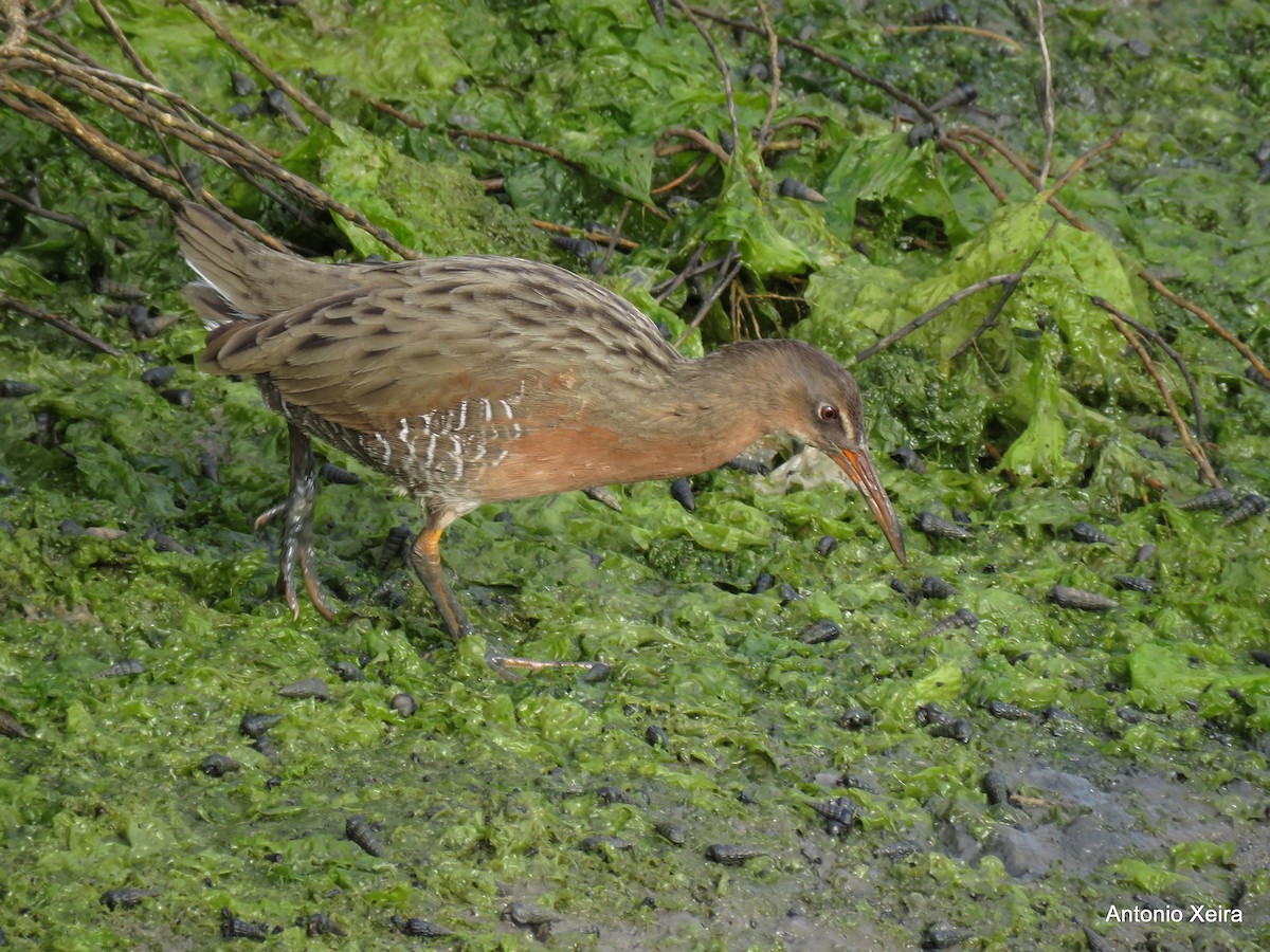 Ridgway's Rail - Antonio Xeira