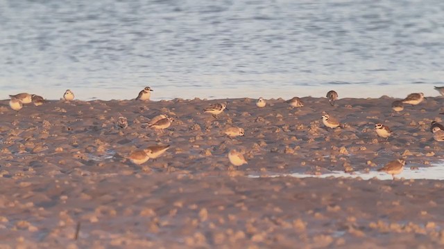 Snowy Plover - ML401539471