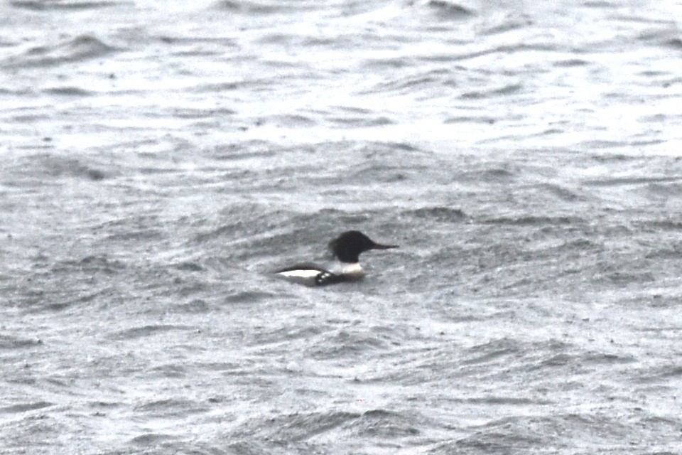 Red-breasted Merganser - Blair Whyte