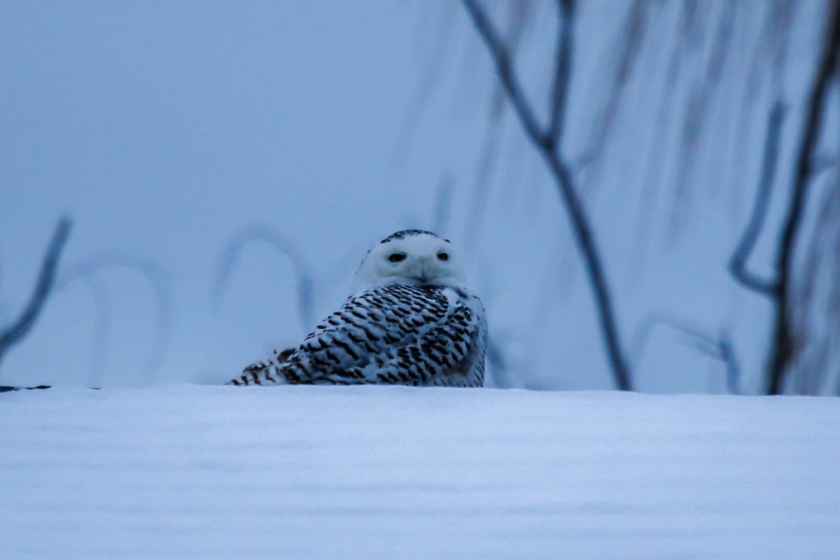Snowy Owl - ML401539991