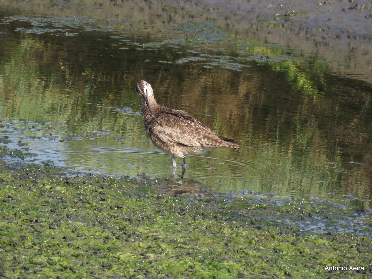 Whimbrel - Antonio Xeira