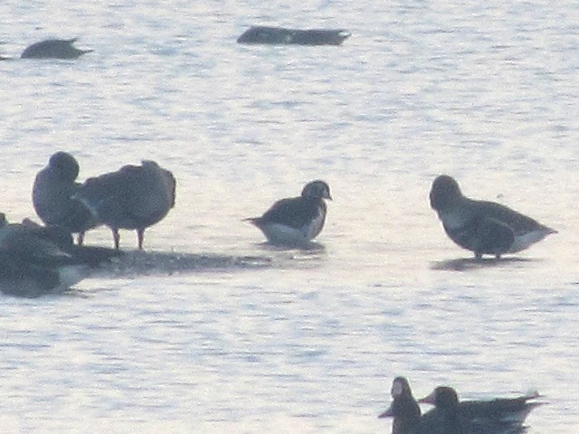 Red-breasted Goose - ML401540261