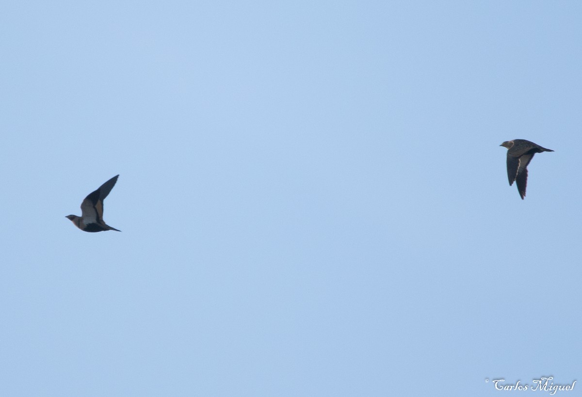 Black-bellied Sandgrouse - ML401540951