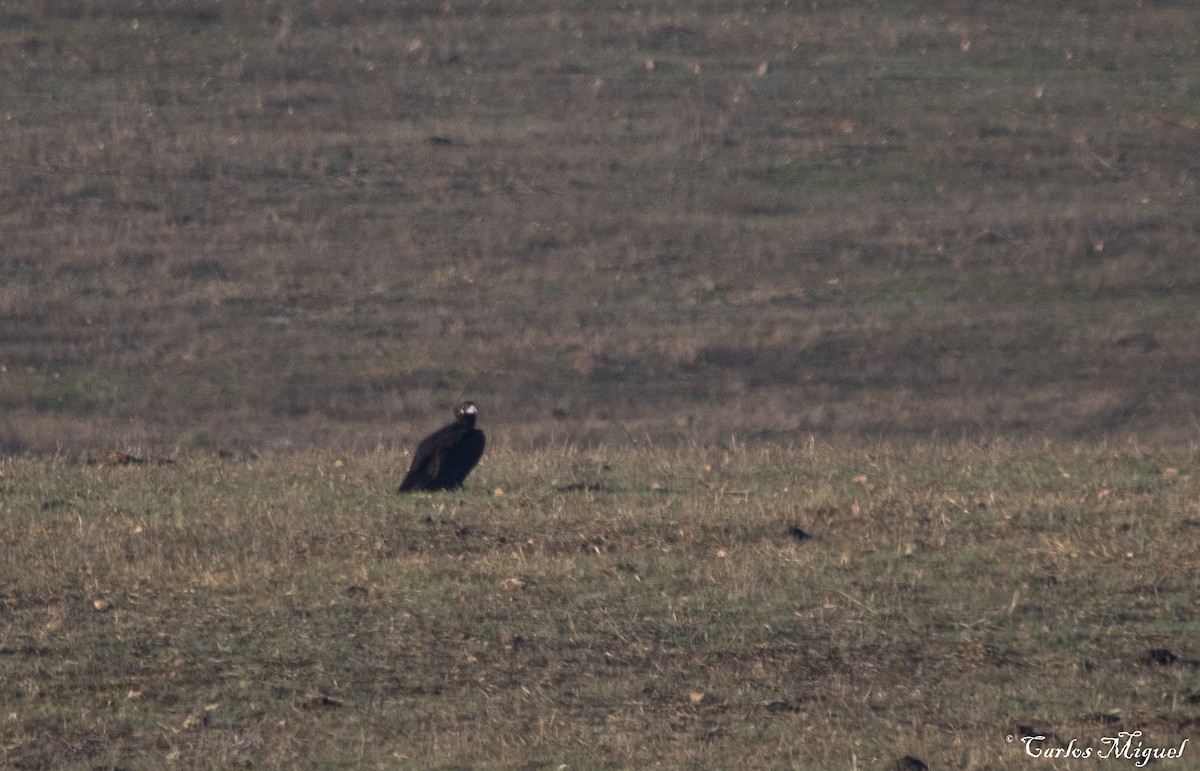 Cinereous Vulture - ML401541051