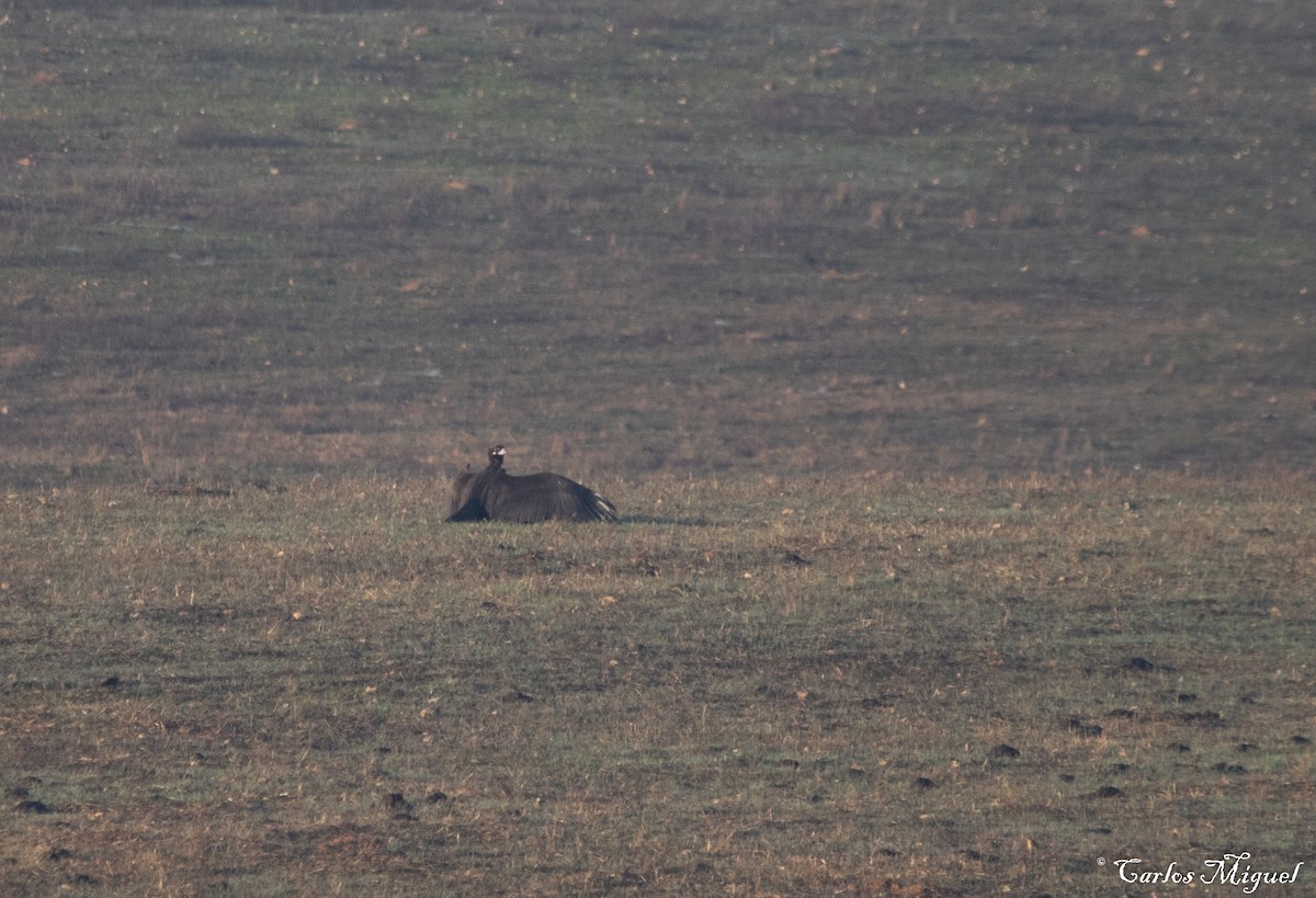 Cinereous Vulture - ML401541061