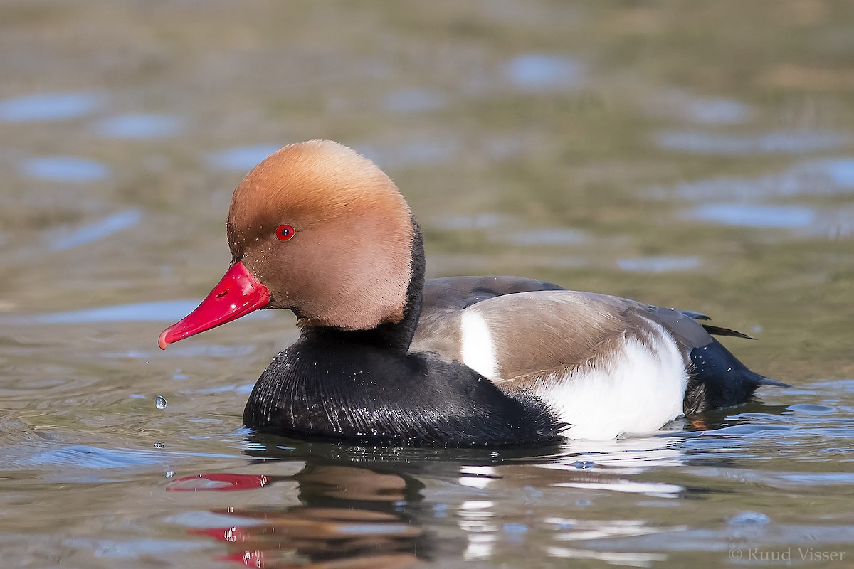 Red-crested Pochard - Ruud Visser