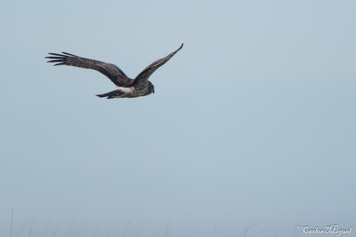 Hen Harrier - ML401541121