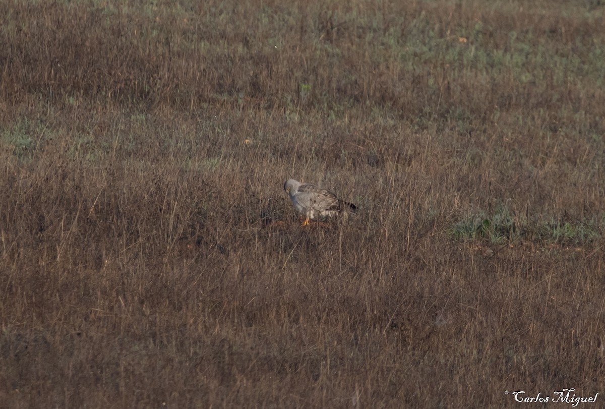 Hen Harrier - ML401541141