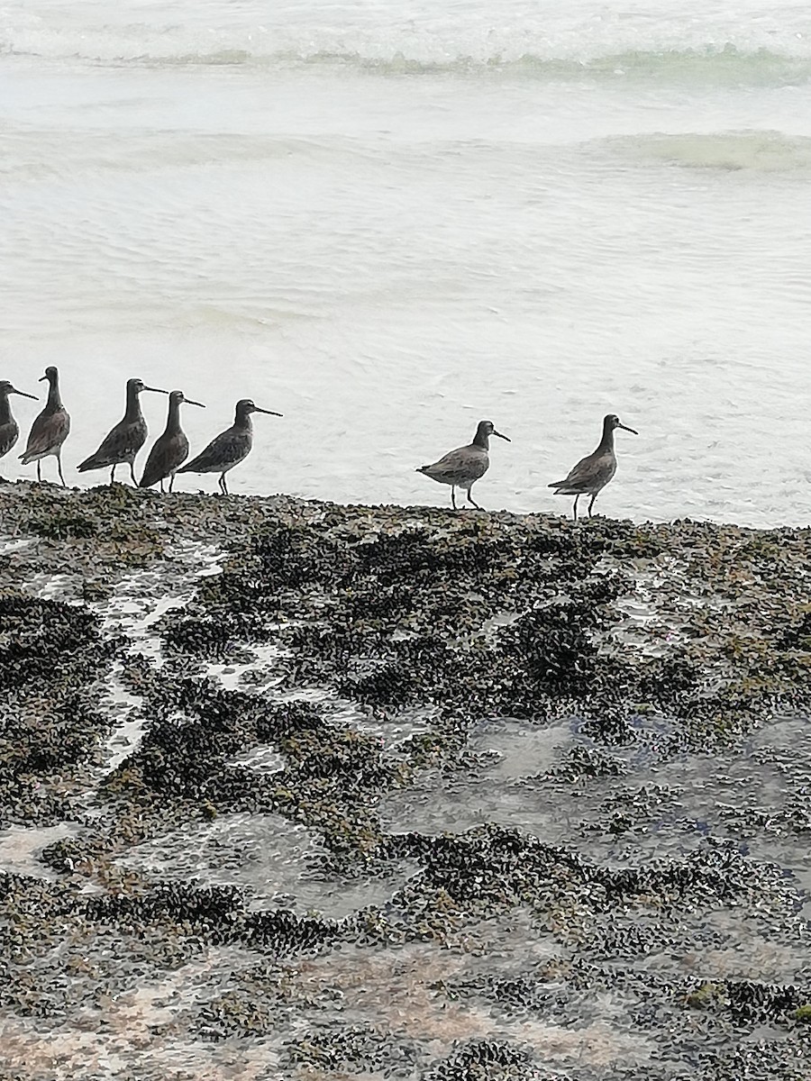 Short-billed Dowitcher - ML401541621