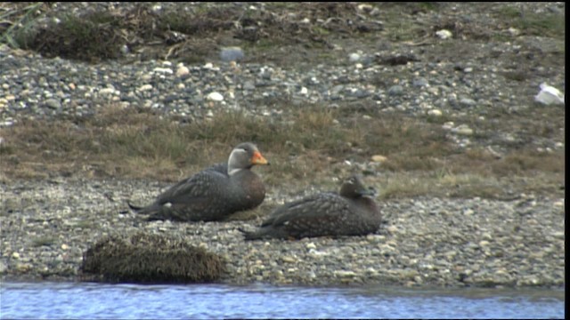 Brassemer de Patagonie - ML401542