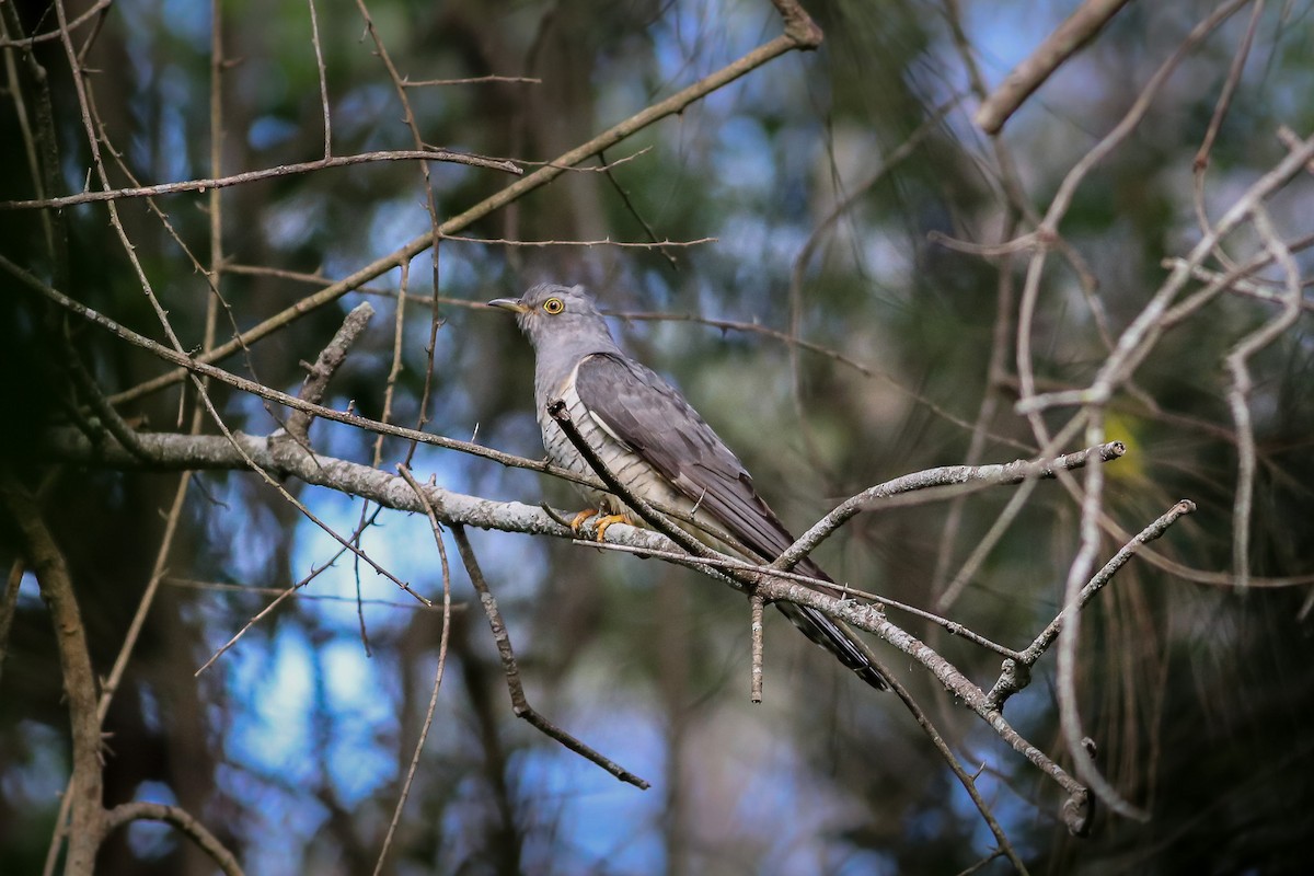 Oriental Cuckoo - ML40154231