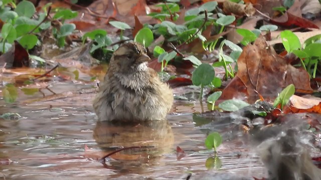 White-throated Sparrow - ML401542311