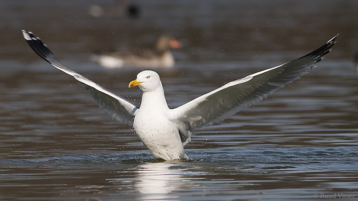 Yellow-legged Gull - ML40154281