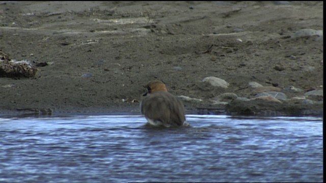 Puna Plover - ML401543