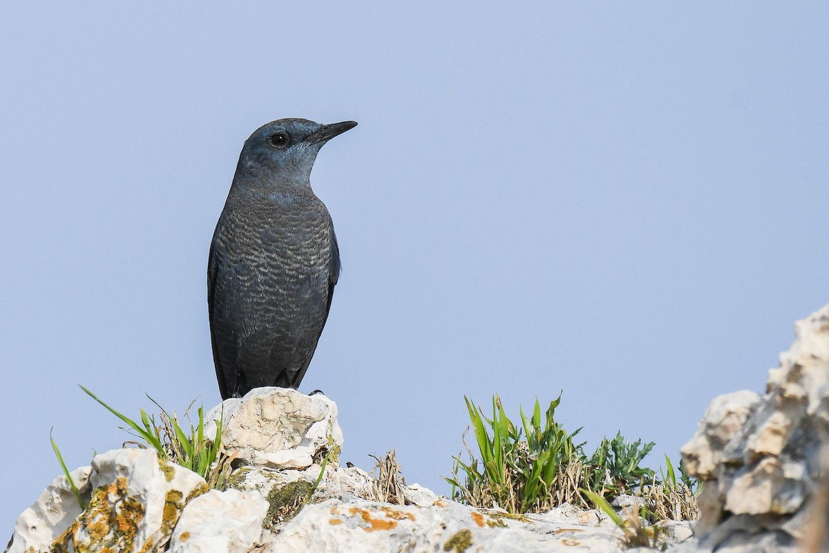 Blue Rock-Thrush - Itamar Donitza