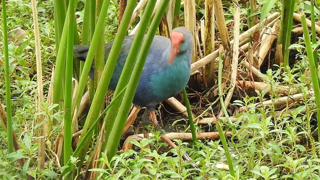 Gray-headed Swamphen - ML401545391