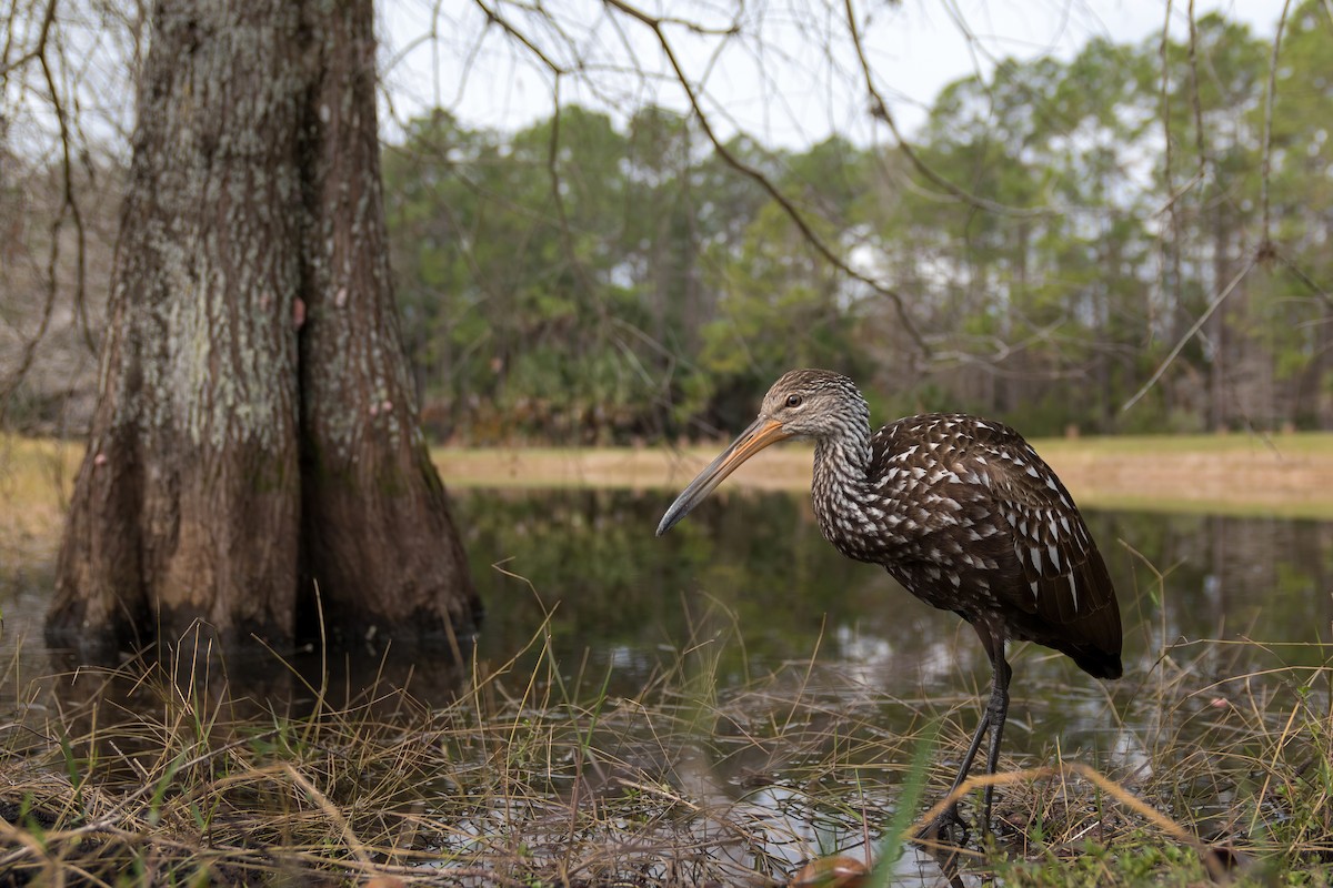 Limpkin - ML401545541