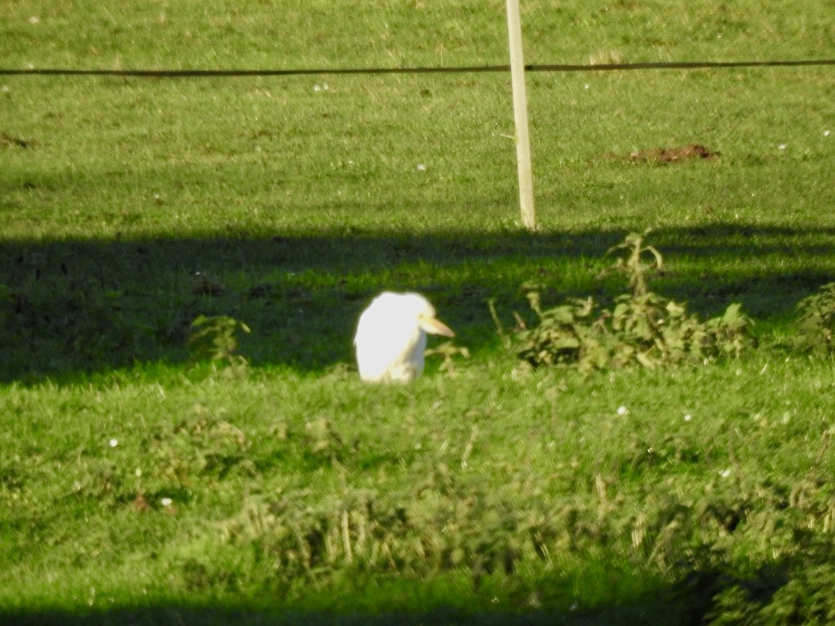 Western Cattle Egret - ML401545661