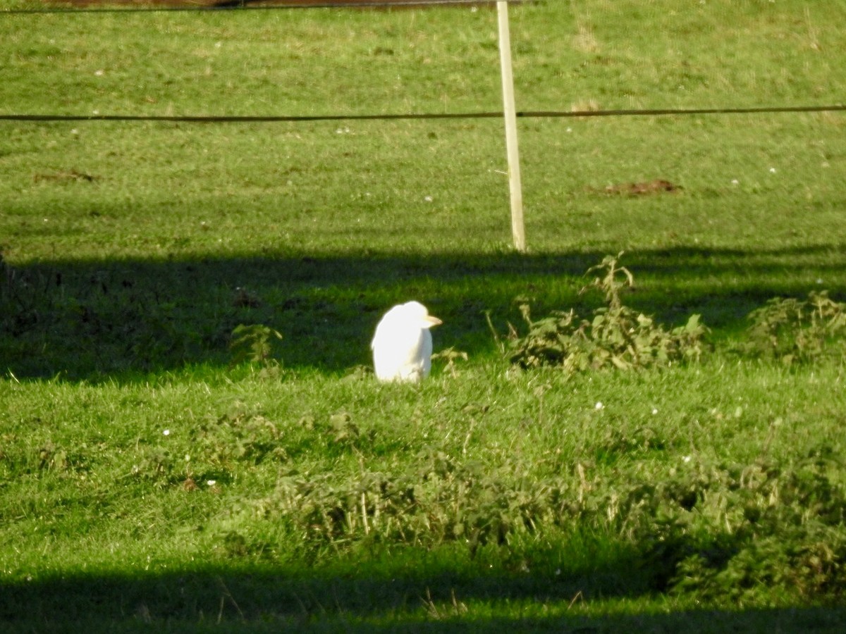 Western Cattle Egret - ML401545671