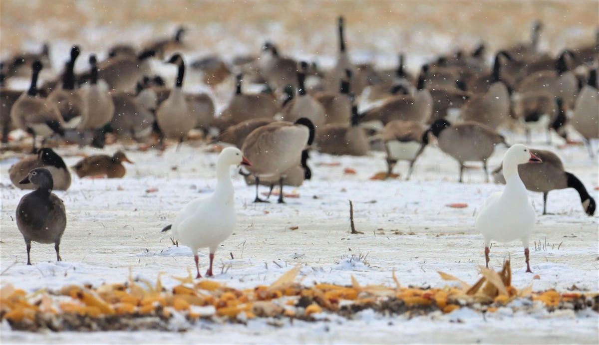 Snow Goose - ML401546531