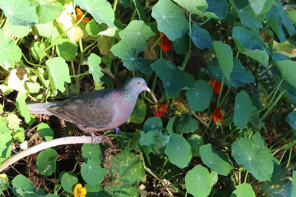 Laurel Pigeon - ML401547831