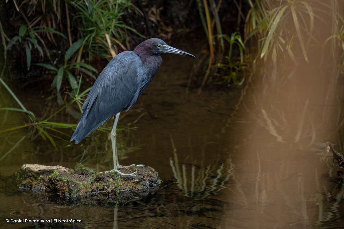 Little Blue Heron - ML401548031