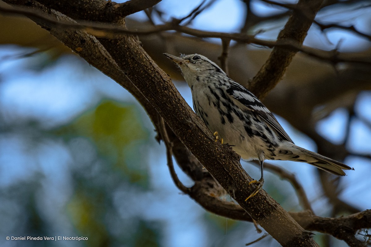 Black-and-white Warbler - Daniel Pineda Vera