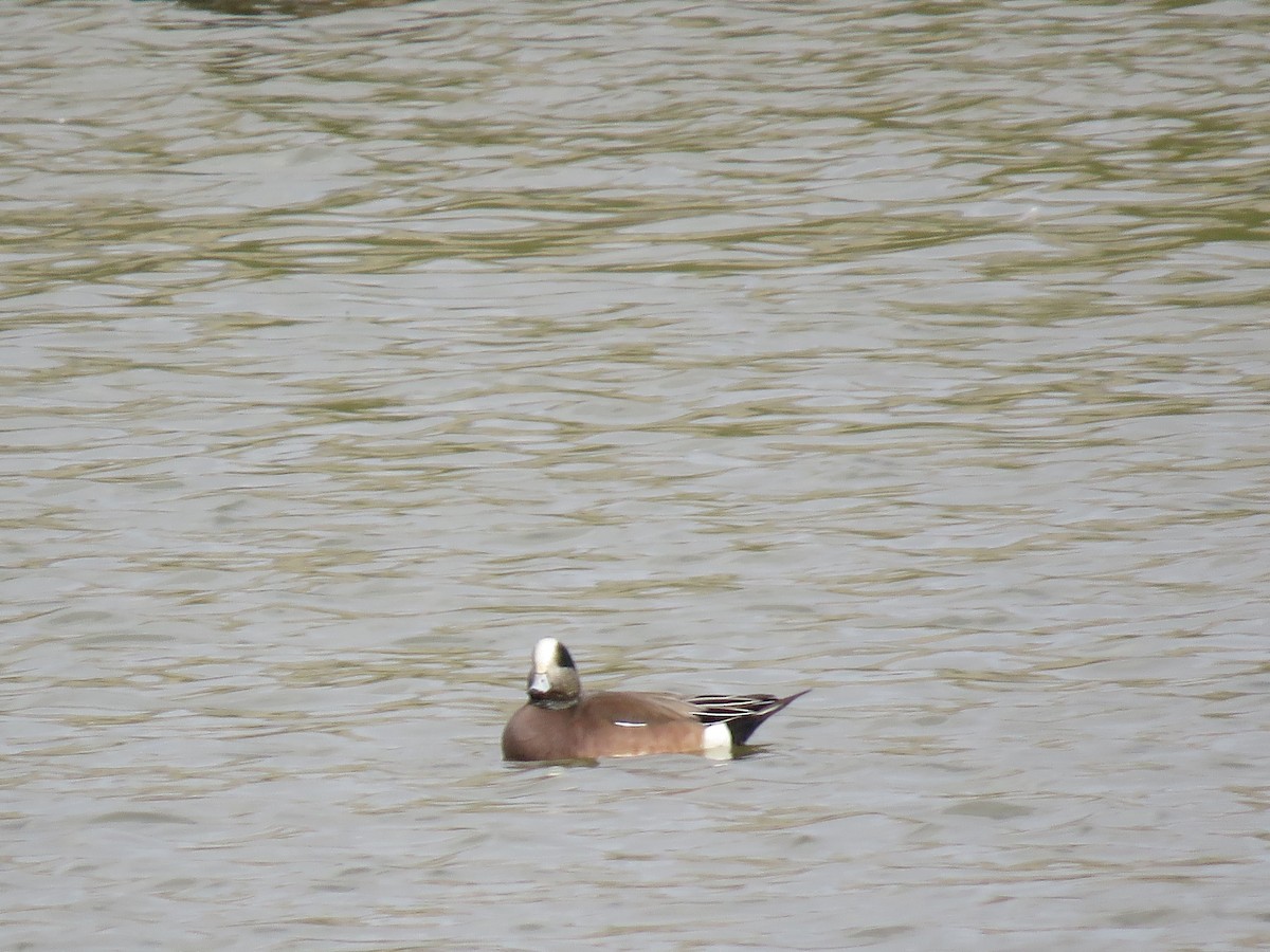 American Wigeon - Teri Warren