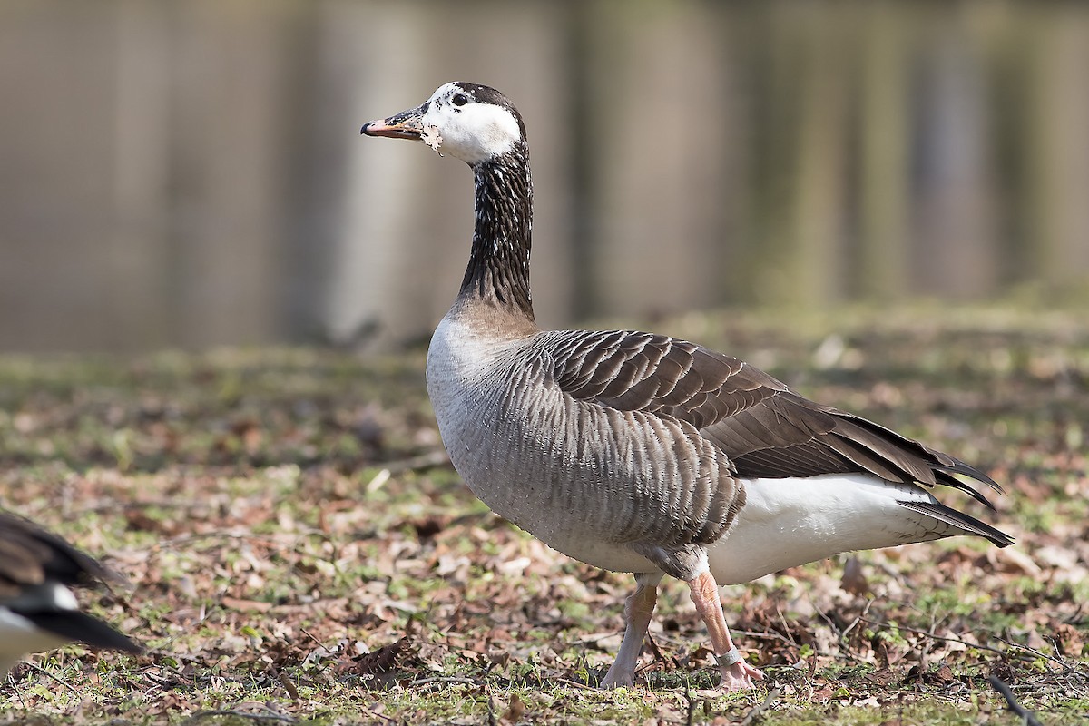 Graylag x Canada Goose (hybrid) - Ruud Visser