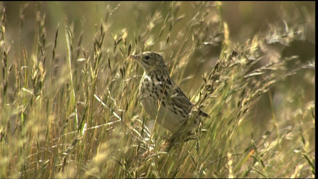 Correndera Pipit (Correndera) - ML401550