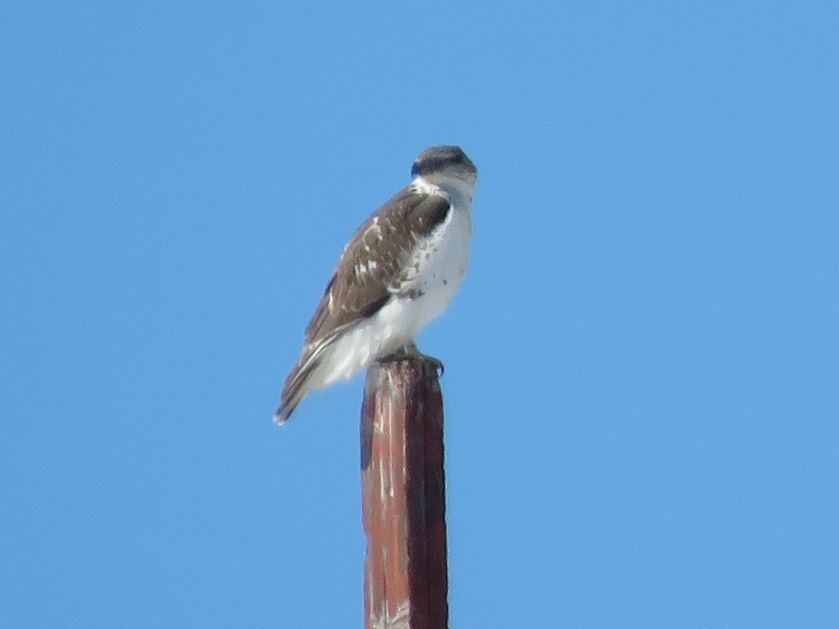 Ferruginous Hawk - ML401550541