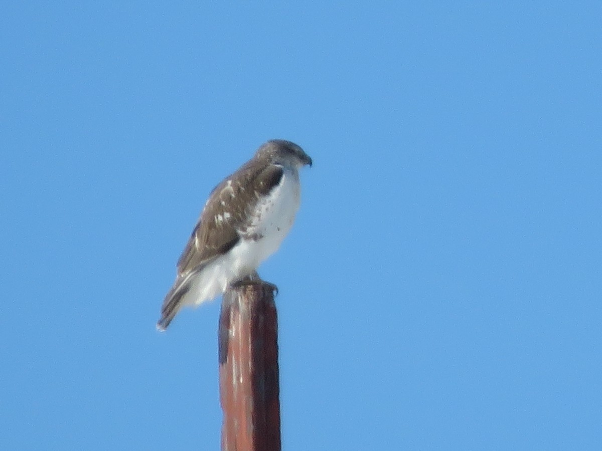 Ferruginous Hawk - ML401550561