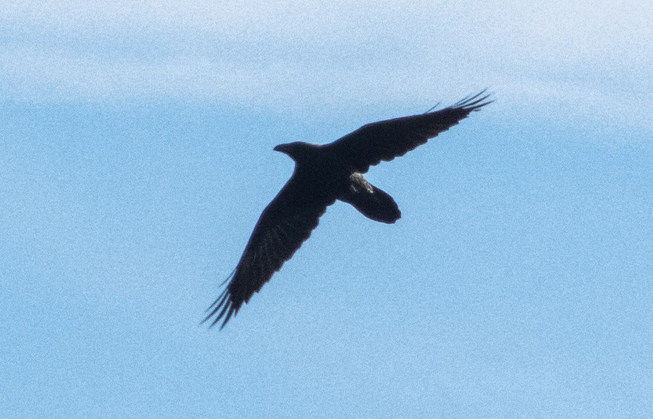 Common Raven - ML401551591