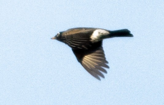 American Robin - ML401551681