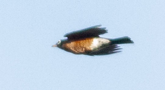 American Robin - ML401551691