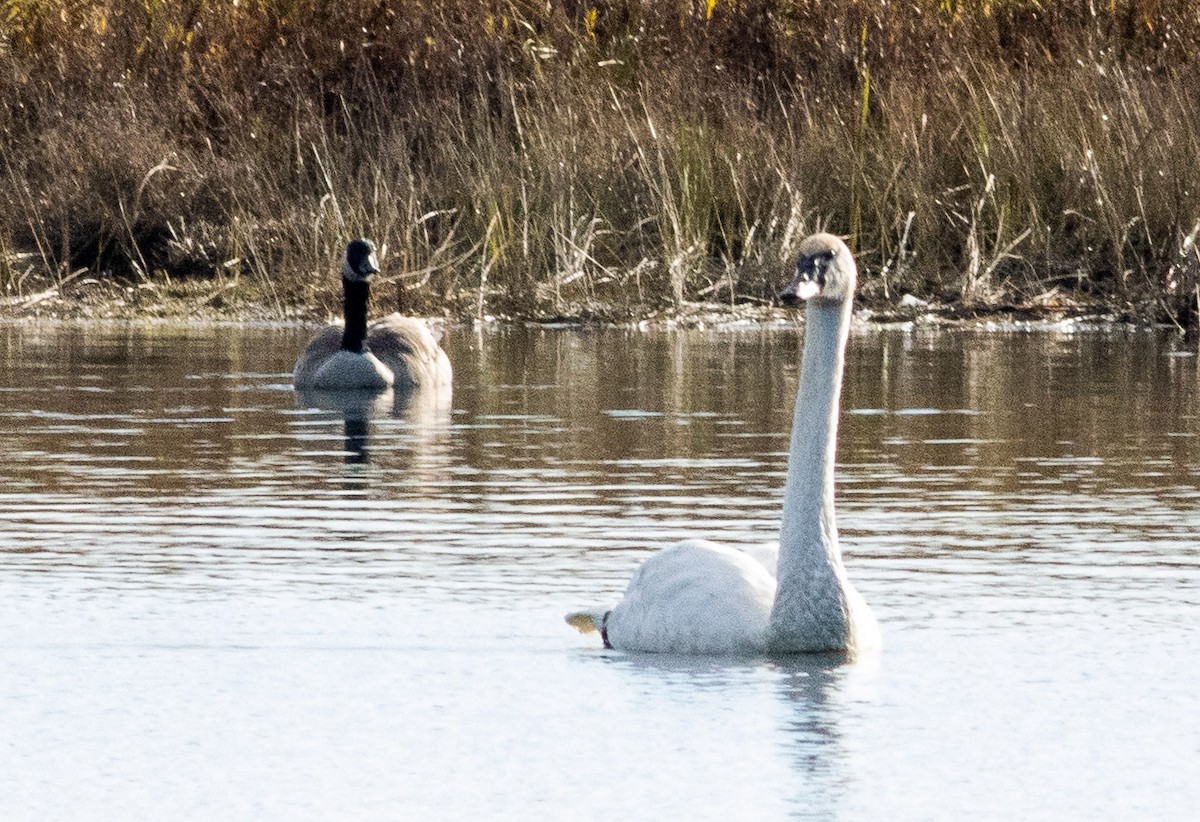 Trumpeter Swan - ML401551931