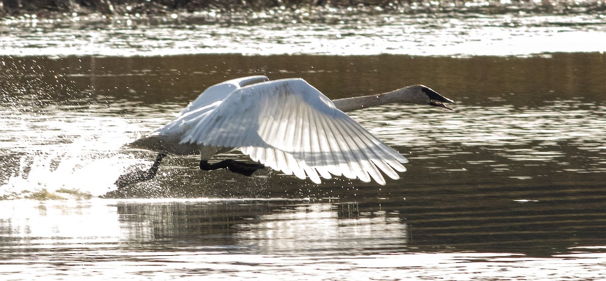 Trumpeter Swan - ML401552001