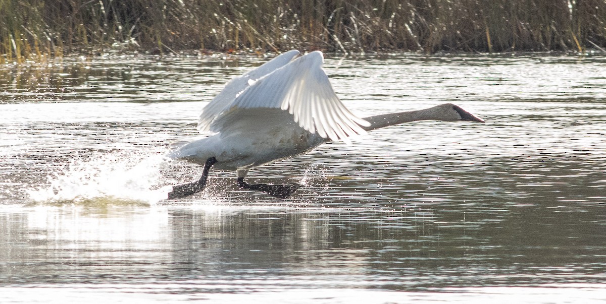 Trumpeter Swan - ML401552031