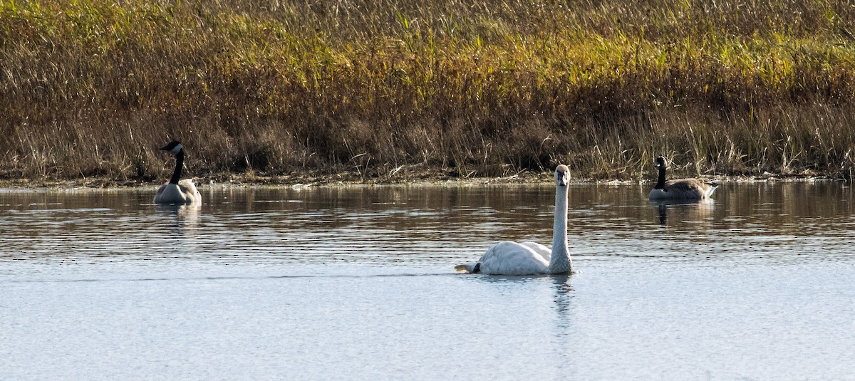 Trumpeter Swan - ML401552061