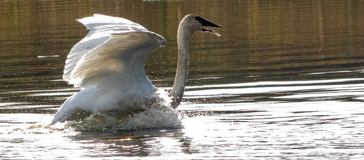 Trumpeter Swan - ML401552081
