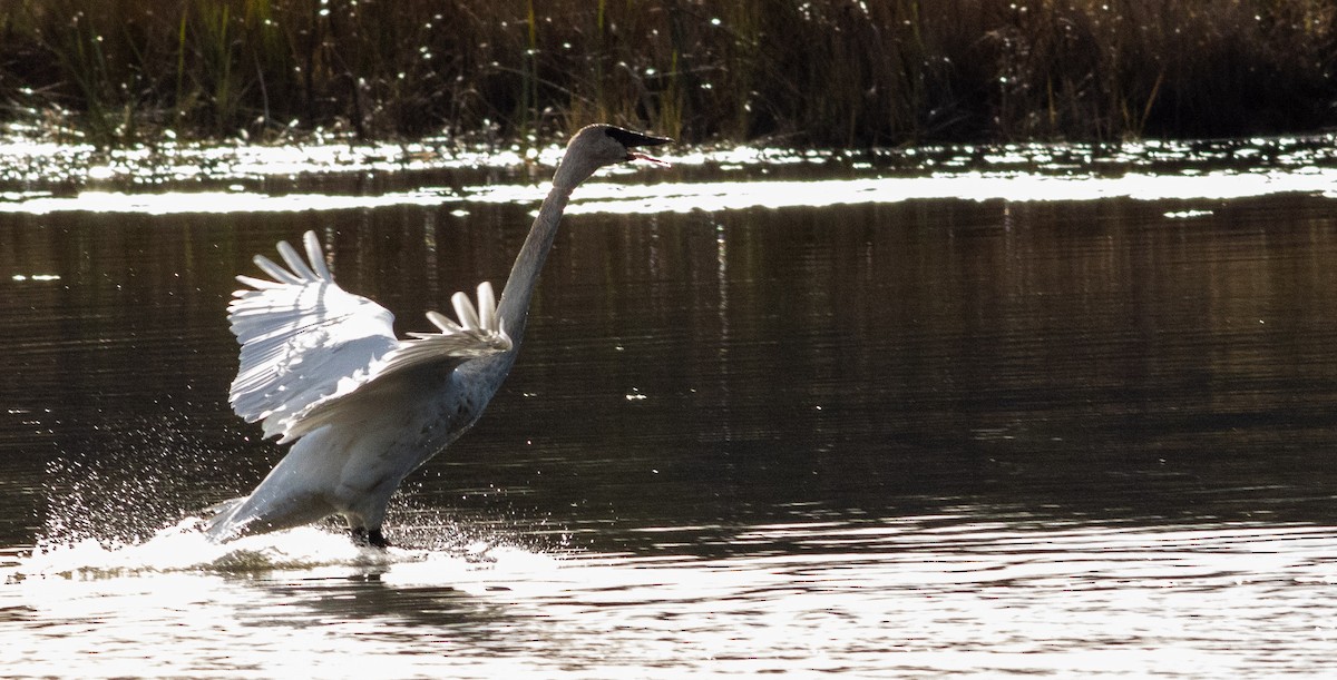 Trumpeter Swan - ML401552091