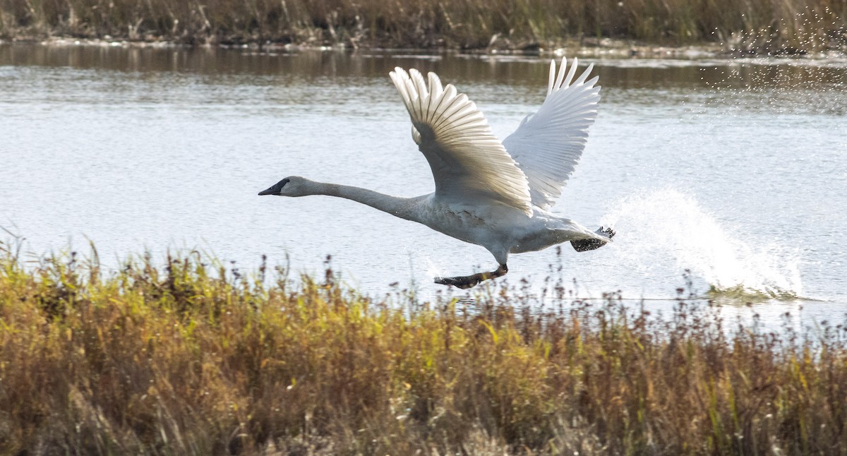 Trumpeter Swan - ML401552101