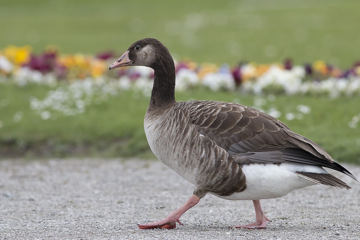 Graylag x Canada Goose (hybrid) - Ruud Visser