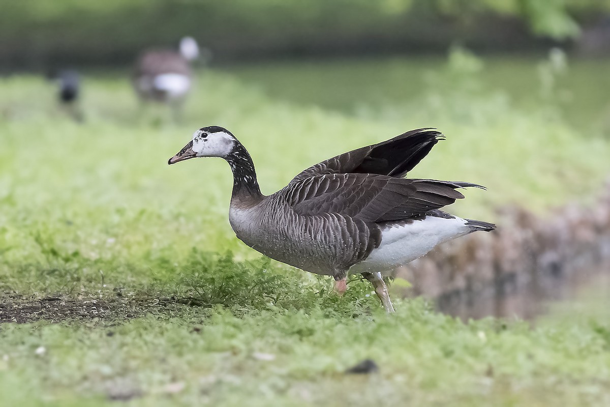 Graylag x Canada Goose (hybrid) - Ruud Visser